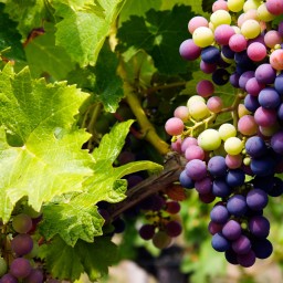Help Save the Grape Vines!
